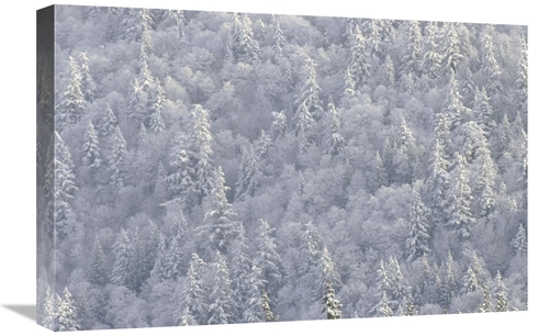 Global Gallery GCS-395988-1624-142 16 x 24 in. Winter Forest, Brit
