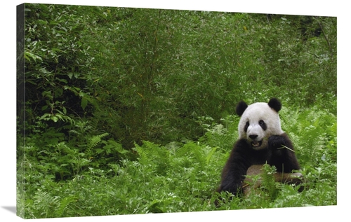 Global Gallery GCS-453071-2436-142 24 x 36 in. Giant Panda Near Bamboo