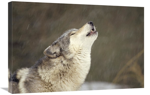 Global Gallery GCS-395749-2030-142 20 x 30 in. Timber Wolf Howling&#44