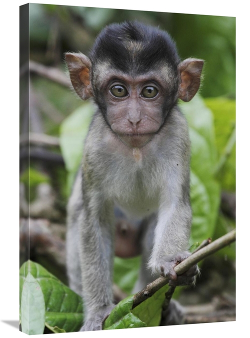 Global Gallery GCS-397702-2030-142 20 x 30 in. Long-Tailed Macaque Bab