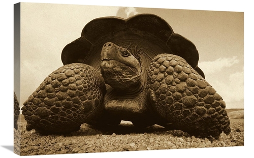 20 x 30 in. Galapagos Giant Tortoise on Caldera Rim, Alcedo Volcan
