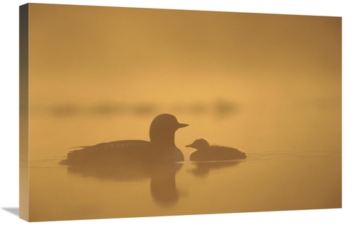 Global Gallery GCS-451884-2030-142 20 x 30 in. Pacific Loon Parent & C