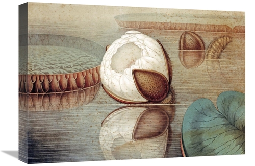 Global Gallery GCS-267278-22-142 22 in. The Great Water Lily of Americ