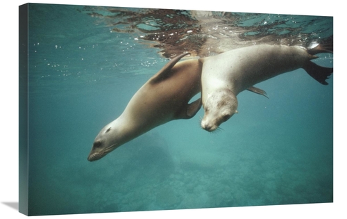 Global Gallery GCS-451313-2030-142 20 x 30 in. California Sea Lion Juv