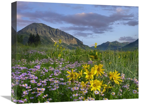 Global Gallery GCS-395945-1620-142 16 x 20 in. Meadow of Orange Sneeze