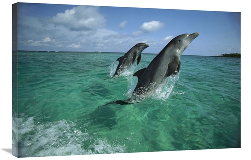 Global Gallery GCS-452636-2436-142 24 x 36 in. Bottlenose Dolphin Pair