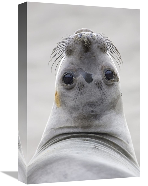 12 x 18 in. Northern Elephant Seal Female, California Art Print - 
