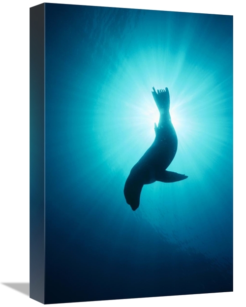 Global Gallery GCS-450620-1218-142 12 x 18 in. California Sea Lion Und