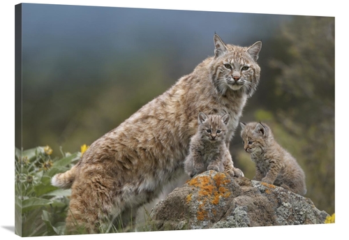 Global Gallery GCS-396128-3040-142 30 x 40 in. Bobcat Mother & Kittens