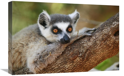 Global Gallery GCS-398116-1624-142 16 x 24 in. Ring-Tailed Lemur Resti