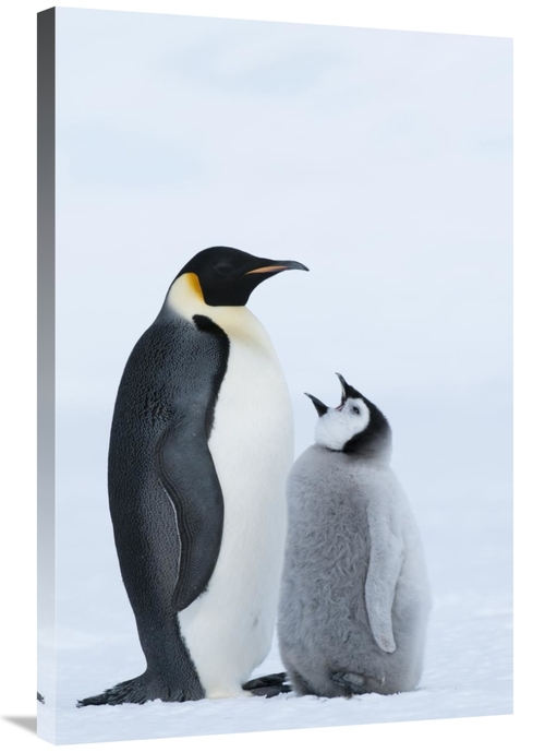 Global Gallery GCS-395637-2436-142 24 x 36 in. Emperor Penguin with Ch
