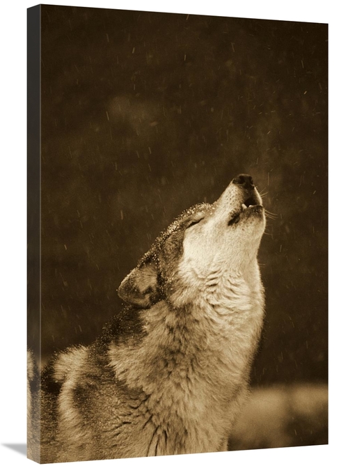 Global Gallery GCS-453715-2030-142 20 x 30 in. Timber Wolf Howling&#44