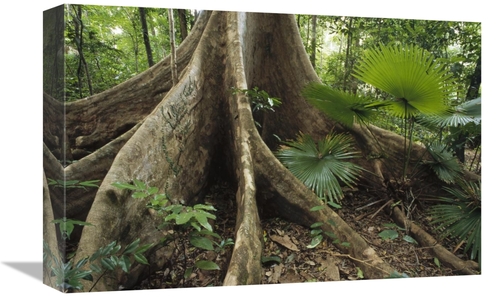 Global Gallery GCS-451173-1218-142 12 x 18 in. Woka Palm & Buttress in