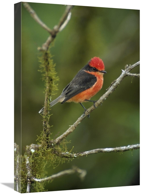 Global Gallery GCS-451196-1624-142 16 x 24 in. Vermilion Flycatcher Ma