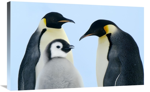 24 x 36 in. Emperor Penguin Family, Weddell Sea, Antarctica Ar