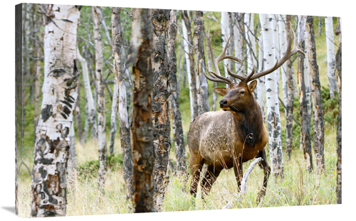 Global Gallery GCS-486478-40-142 40 in. Elk in the Aspens Art Print - 