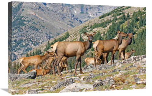 Global Gallery GCS-486539-30-142 30 in. Elk Above the Timberline Art P