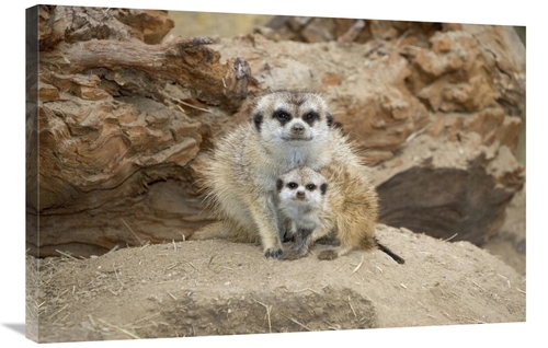 Global Gallery GCS-450846-2436-142 24 x 36 in. Meerkat Mother & Baby&#