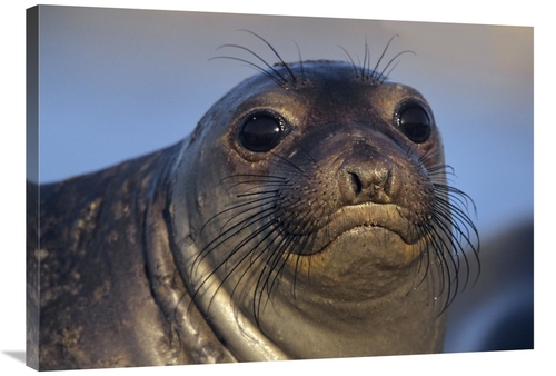 Global Gallery GCS-396152-36-142 36 in. Northern Elephant Seal Pup&#44