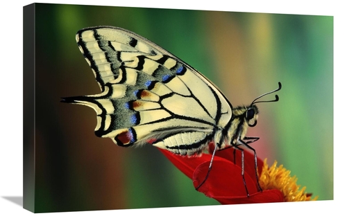 Global Gallery GCS-397688-1624-142 16 x 24 in. Oldworld Swallowtail Si