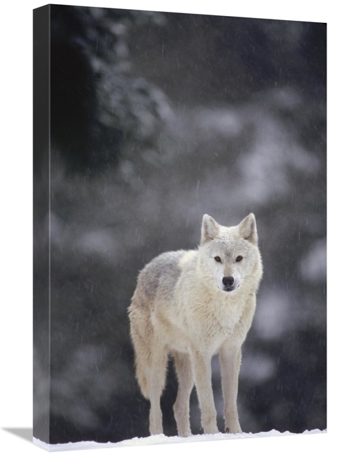 Global Gallery GCS-452806-1624-142 16 x 24 in. Timber Wolf Female in F