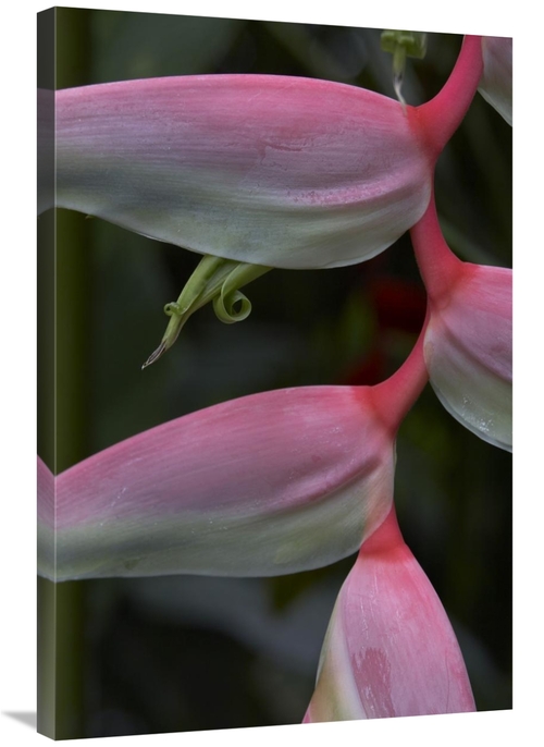 Global Gallery GCS-452181-2436-142 24 x 36 in. Heliconia, Close Up