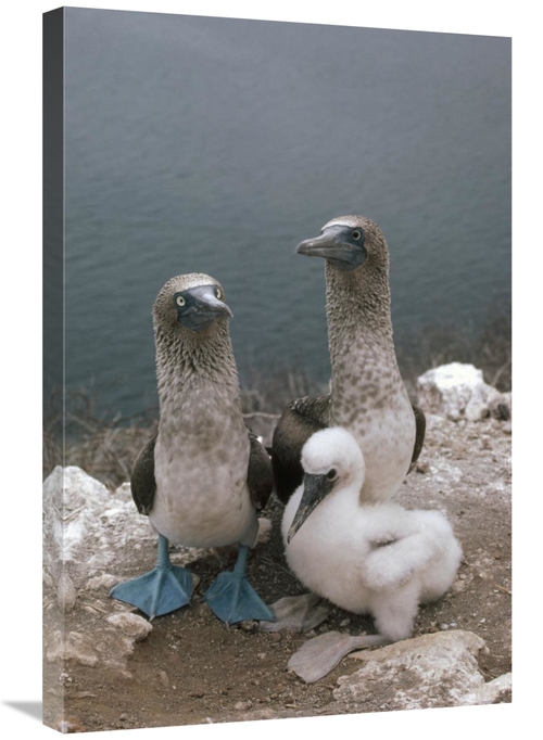 Global Gallery GCS-451097-2030-142 20 x 30 in. Blue-Footed Booby Paren