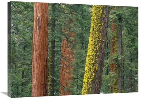 Global Gallery GCS-452058-2432-142 24 x 32 in. Giant Sequoia Trees in 