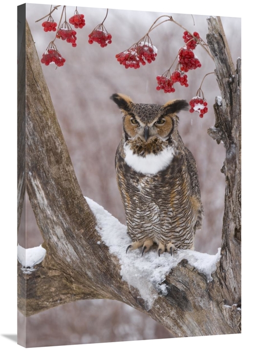 Global Gallery GCS-397377-2436-142 24 x 36 in. Great Horned Owl in Win