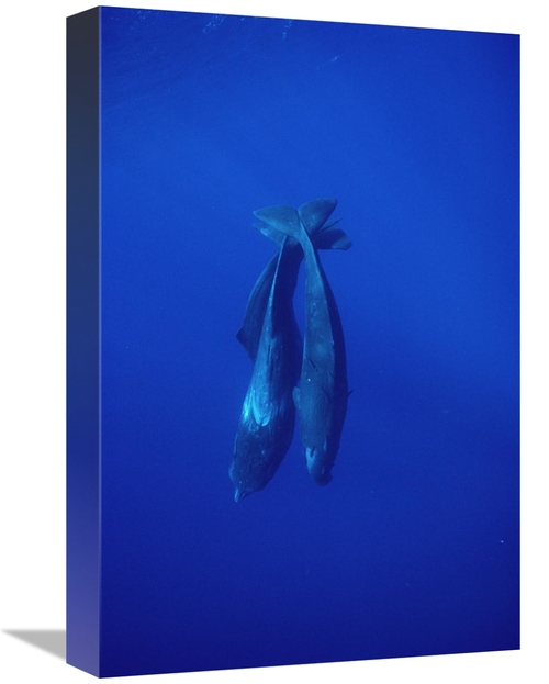 Global Gallery GCS-450611-1218-142 12 x 18 in. Sperm Whale Trio Diving