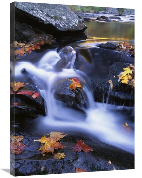 Global Gallery GCS-452018-2432-142 24 x 32 in. Autumn Leaves in Little