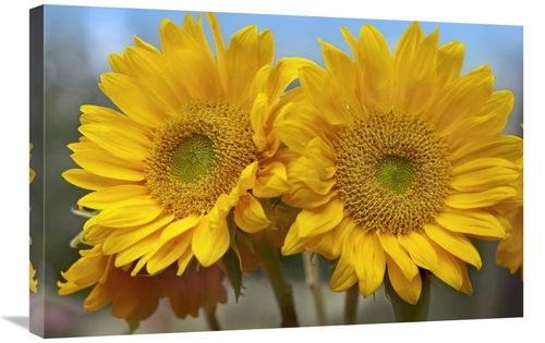 Global Gallery GCS-396118-2030-142 20 x 30 in. Common Sunflower Flower