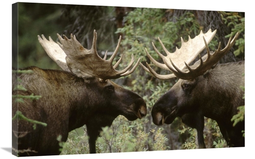 Global Gallery GCS-451877-2436-142 24 x 36 in. Alaska Moose Males Conf