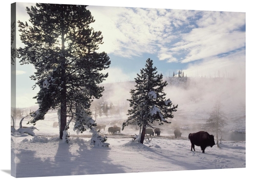 Global Gallery GCS-396554-3040-142 30 x 40 in. American Bison in Winte