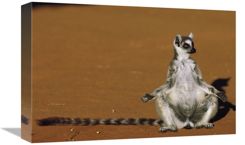 Global Gallery GCS-453234-1218-142 12 x 18 in. Ring-Tailed Lemur Sunni