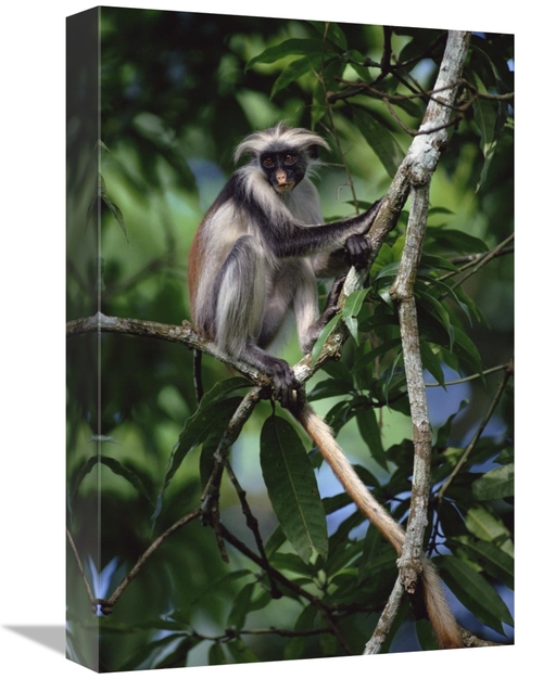 Global Gallery GCS-452386-1218-142 12 x 18 in. Western Red Colobus Sit