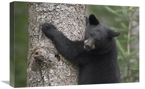 Global Gallery GCS-395422-1624-142 16 x 24 in. Black Bear Cub in Tree 