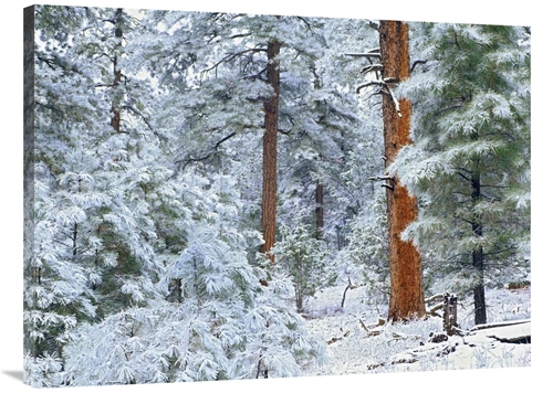 Global Gallery GCS-396712-3040-142 30 x 40 in. Ponderosa Pine Forest i