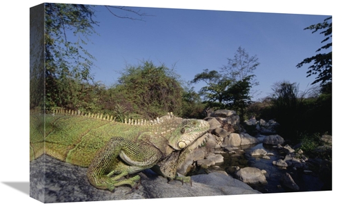 Global Gallery GCS-451525-1218-142 12 x 18 in. Green Iguana Northern A