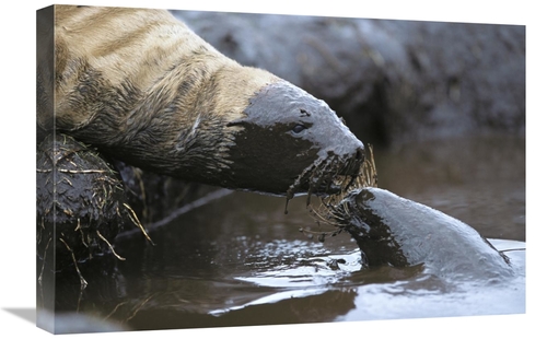 Global Gallery GCS-451583-1624-142 16 x 24 in. Hookers Sea Lion Pups P