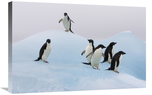 Global Gallery GCS-395842-2030-142 20 x 30 in. Adelie Penguin Six Peng