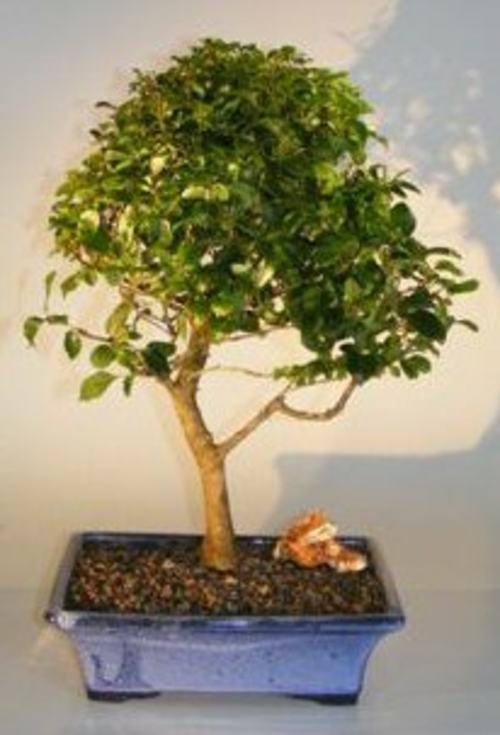 Flowering Ligustrum Bonsai Tree - LargeUpright Style