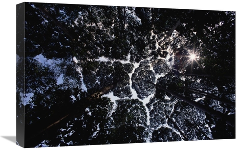 Global Gallery GCS-450694-1624-142 16 x 24 in. Crown Shyness, Sela