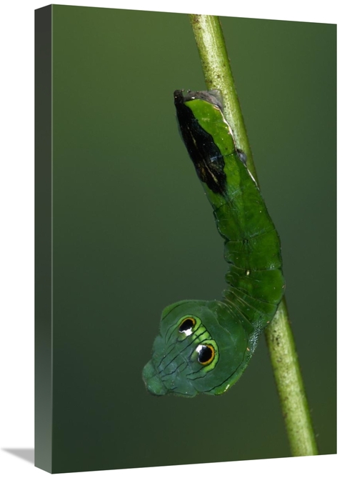 Global Gallery GCS-453606-1624-142 16 x 24 in. Dead-Leaf Moth Caterpil