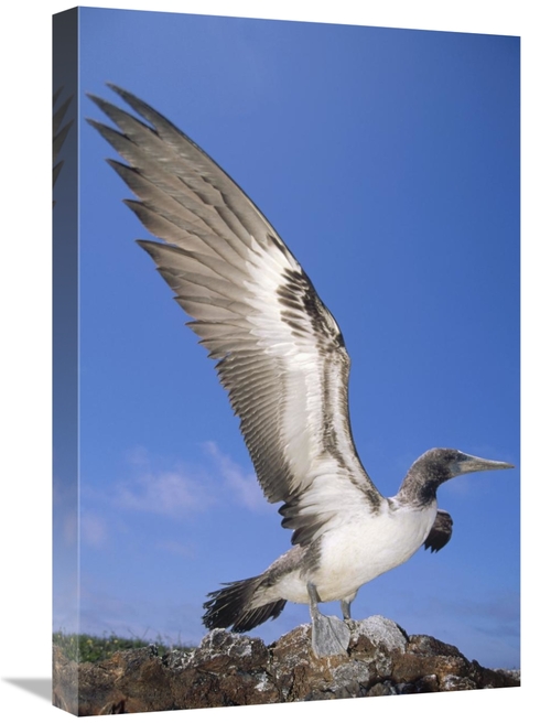 Global Gallery GCS-451294-1624-142 16 x 24 in. Masked Booby Fledgling 