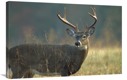 Global Gallery GCS-452013-2436-142 24 x 36 in. White-Tailed Deer Portr