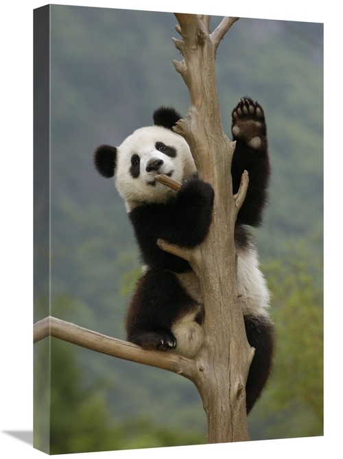 Global Gallery GCS-453016-1624-142 16 x 24 in. Giant Panda Cub Climbin