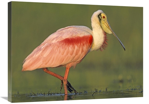 Global Gallery GCS-396116-2432-142 24 x 32 in. Roseate Spoonbill Wadin