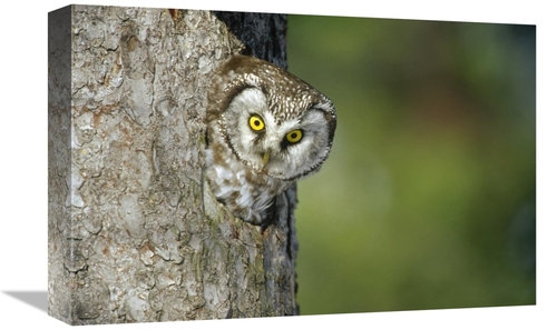 Global Gallery GCS-452486-1218-142 12 x 18 in. Boreal Owl Peaking Thro