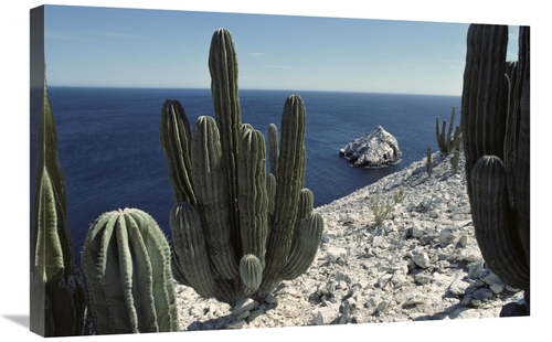 Global Gallery GCS-451705-2030-142 20 x 30 in. Cardon Cactus on Cliffs